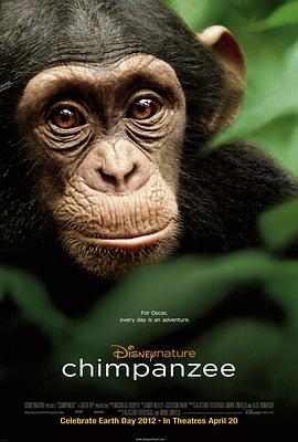 黑猩猩和大猩猩的区别
